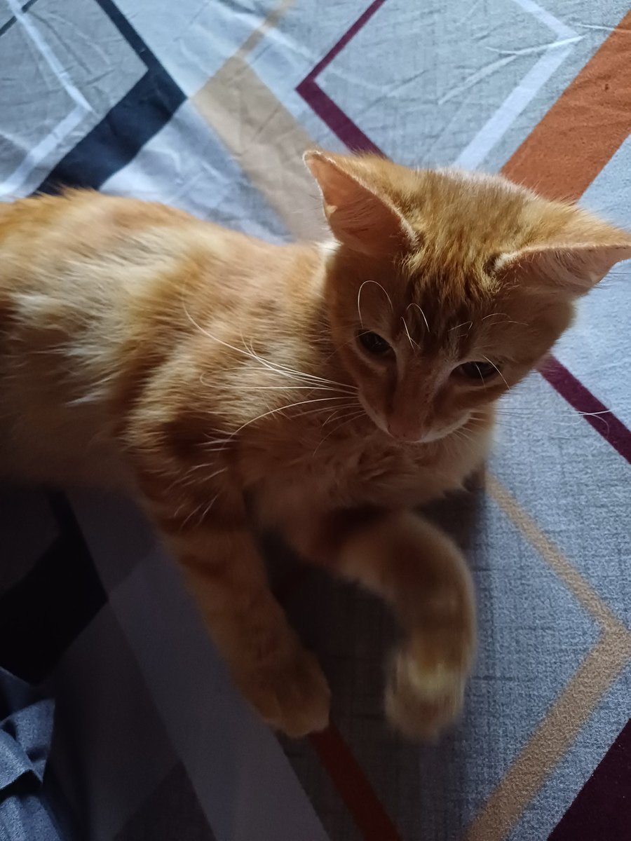 rearaze's tweet photo. My lil boy😼 https://t.co/XgkU3Gv2MJ