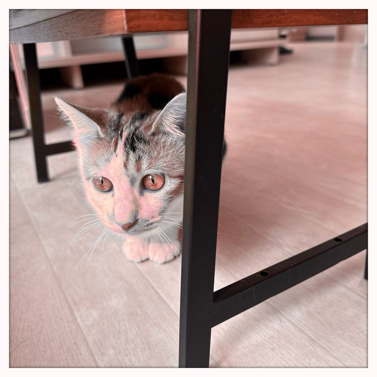 obi_wan_eclipse's tweet image. #Hipstamatic #AuroraNCL #Blanko #猫式 #猫 #cat #ShotoniPhone #ねこ #保護猫 #猫カフェ