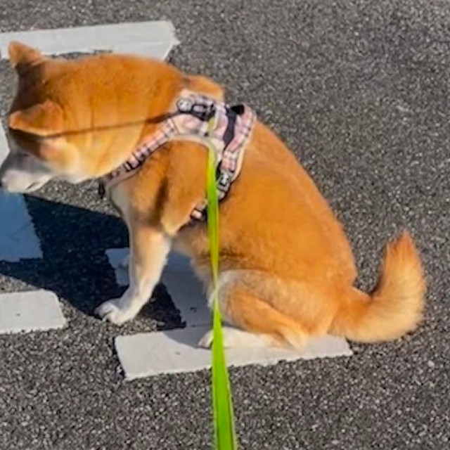 【軽】病院で「太ってる」と言われた柴犬、座り込み抗議した場所に驚きの声
news.livedoor.com/article/detail…

柴犬のももちゃんは、健康診断で獣医師に「太ってる…」と言われたという。病院からの帰り道、突如ももちゃんは道に座り込み。座った場所には偶然「軽」と書かれていたという。