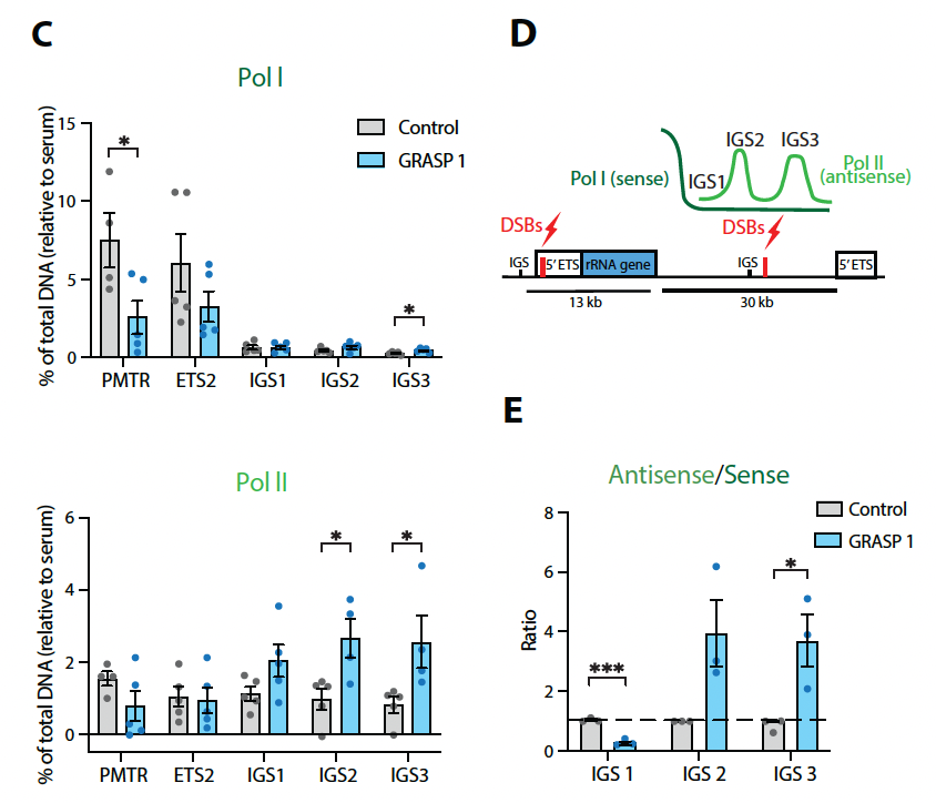 elaine_sanij's tweet photo. 5/ We uncovered that upon rDNA damage, nucleolar Pol II binds to intergenic rDNA sequences, generating R-loops. These R-loops recruit DDR factors, playing a pivotal role in the early response to rDNA damage and the nucleolar DDR response. 🧬✨ https://t.co/Bo84up1Y0s