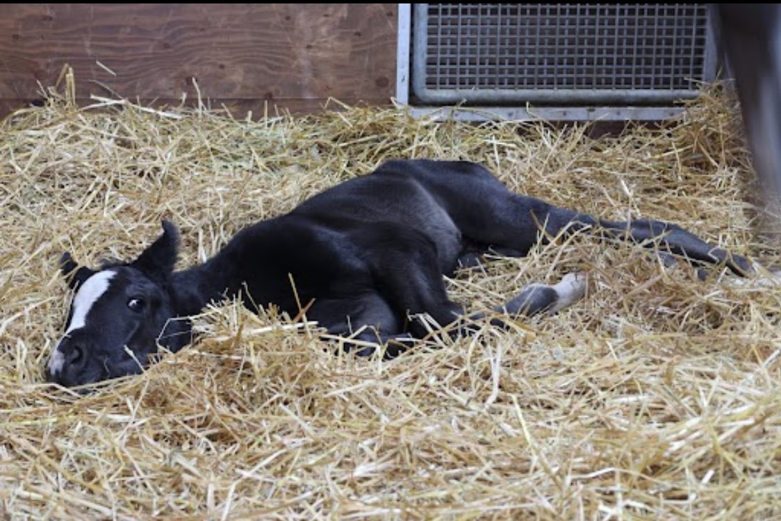 イクイノックスの子どもの鼻筋、ちゃんとイクイノックスで可愛すぎんか😳‼️‼️‼️