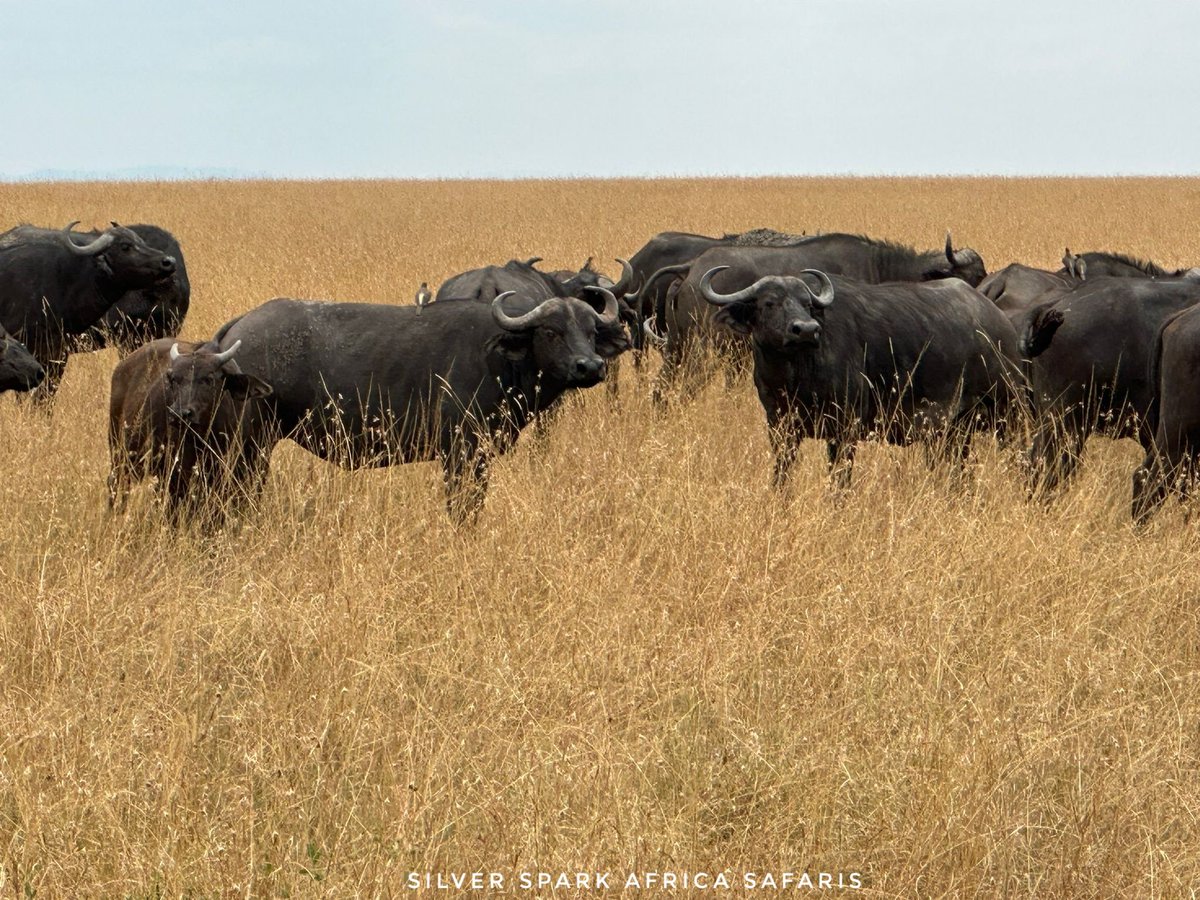 SSA_Limited's tweet photo. Why are buffalo so moody yet they are no slouch when it comes to facing off against danger. 

Maasai Mara National Reserve 📌 

📸:Buffalo.

#SilverSparkAfrica #Magicalkenya #animal #Magical #africanwild #Travelling  #traveler #tour #bbcwildlife #TembeaKenya #wildlifeonearth https://t.co/COihbUNg7G