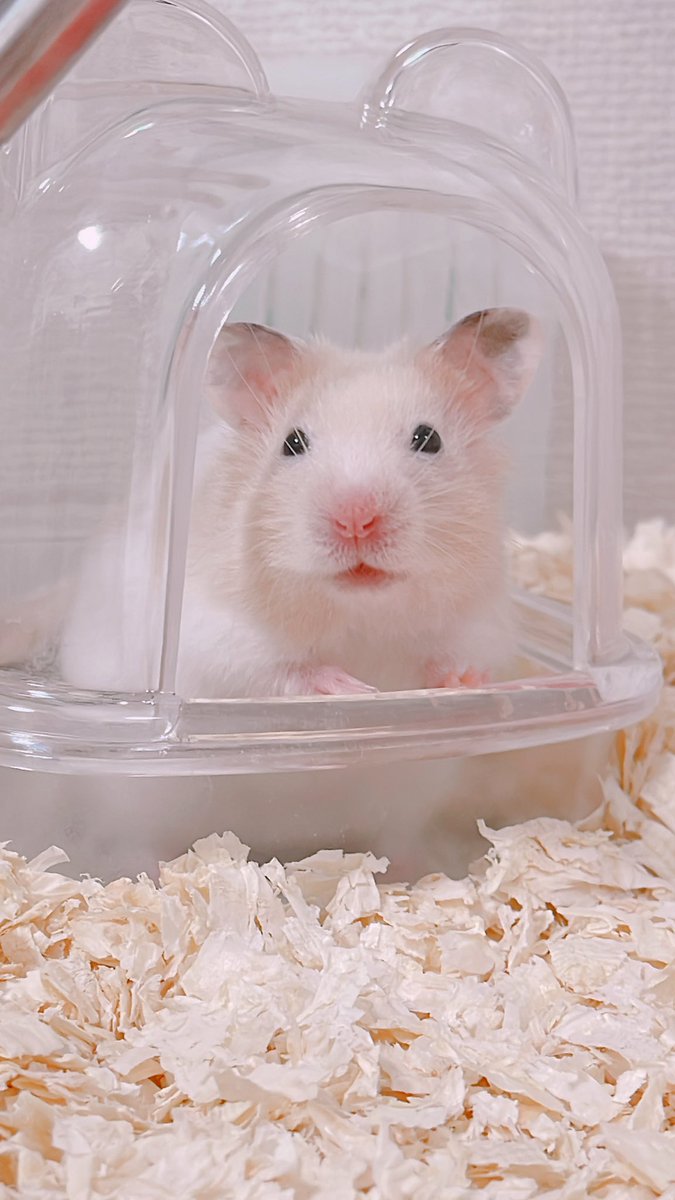 snow_hamhamham's tweet photo. どうも、ぽてとでち🐹🍟💕
#ハムスター
#ゴールデンハムスター
#クリームバンデッド https://t.co/6ZBcLwulSt