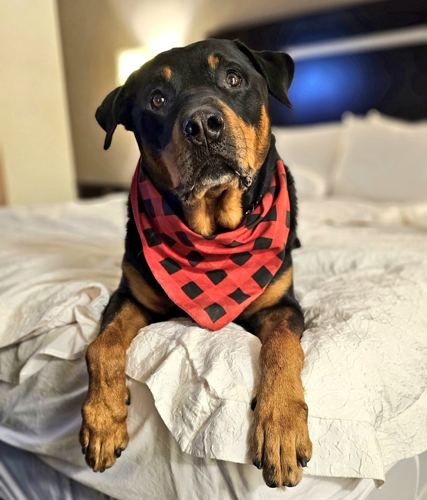 I started looking through photos to find a few pictures of Kuno that I could frame when an overwhelming wave of grief hit. Our life together was not easy, but he is what made it good. He was a discount priced pup because he had been returned to the breeder, but he was worth