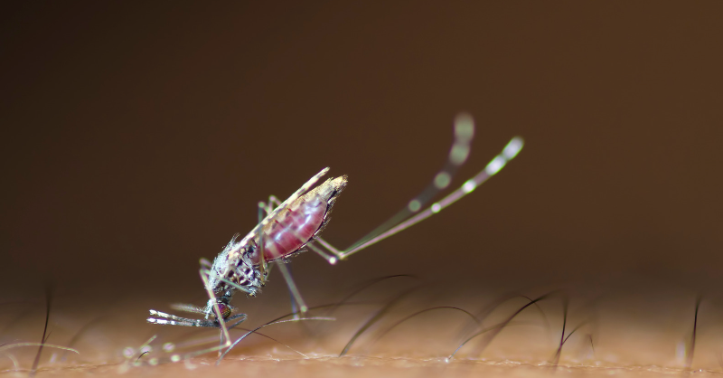 OxfordVacGroup's tweet photo. NEW | The Oxford Vaccine Group has launched a novel clinical study, BIO-006, to investigate relapsing malaria infections caused by Plasmodium vivax.

This unique parasite can remain dormant in the liver for months or years, reactivating to cause repeated malaria infections.