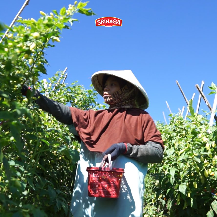 Nagapara_Coin's tweet photo. Srinaga chili sauce comes from the Wanaraja Garut area. With the best quality chili, Srinaga Sauce is present as an additional deliciousness in every dish

#srinagasauce #sauce #localbrands #Indonesianproducts  #tomato #maintainthetasteofthearchipelago https://t.co/iOGoPz1IiZ