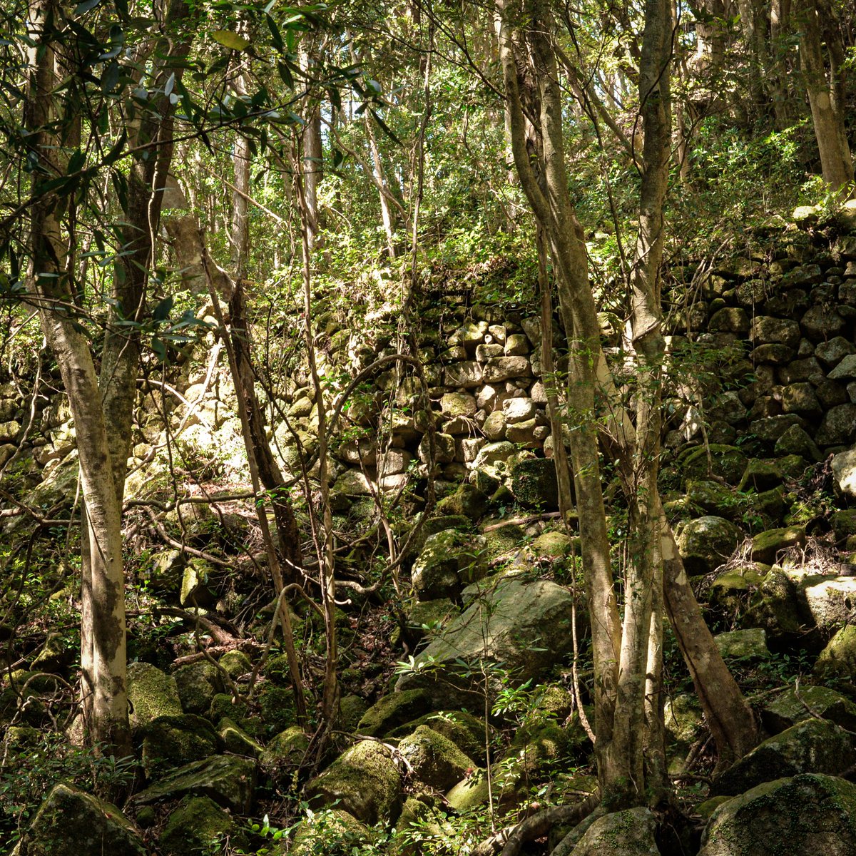 遅ればせながら、明けましておめでとうございます！
長らく更新できておらず申し訳ないです🙇‍♂️

次回の動画は久々の三木浦町

以前、動画で取り上げた頼母集落を覚えてますか？
あの場所にまだ人が定住していた時代を知る方に今回お話を聞くことができました。

その他、盛沢山の内容なのでお楽しみに！