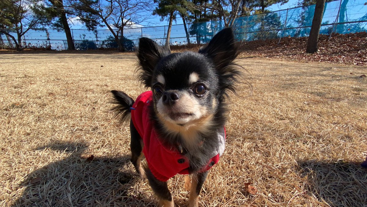 tirol_choco_a's tweet photo. 今日チョコの火葬に行ってきました

姿が���くなるって

寂しいね

チョコの小さい体

おっきい存在

おうちに帰ったらなんか

静かになっちゃったね

またどこかでチョコに逢えますように

それまでサヨナラ https://t.co/DnK11ogIk1