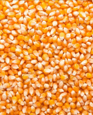 Buy A Grade Quality Maize from Barpeta at Wholesale Price of Rs 24.5/Kg commodityonline.com/requirement/se… #commodityonline