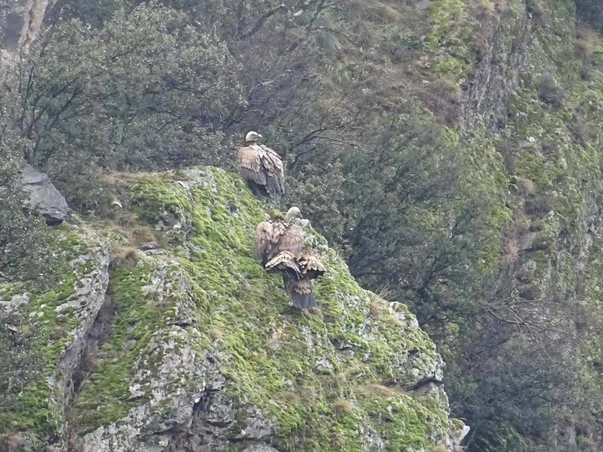 visitpallars's tweet photo. Voltors a l'espera que surti el sol.
Quan vas a treballar, sempre et trobes alguna bèstia que et fa aturar una mica i de vegades et fa arribar tard. 🌞🦅
#BonDia #Hivern #Naturalesa #voltorcomu #PallarsSobirà #vallsdelaltpirineu #ADNLleida #CatalunyaExperience https://t.co/Q4h6ZyoClC