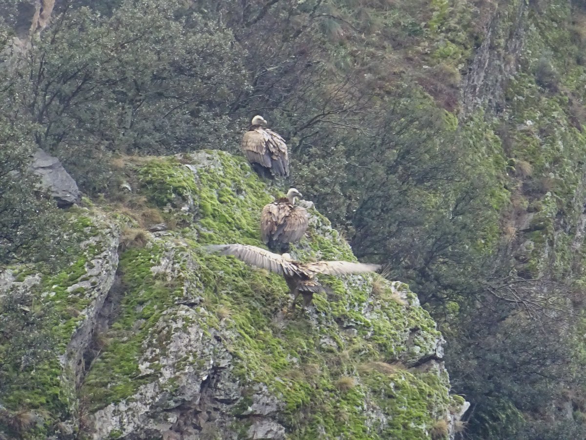 visitpallars's tweet photo. Voltors a l'espera que surti el sol.
Quan vas a treballar, sempre et trobes alguna bèstia que et fa aturar una mica i de vegades et fa arribar tard. 🌞🦅
#BonDia #Hivern #Naturalesa #voltorcomu #PallarsSobirà #vallsdelaltpirineu #ADNLleida #CatalunyaExperience https://t.co/Q4h6ZyoClC