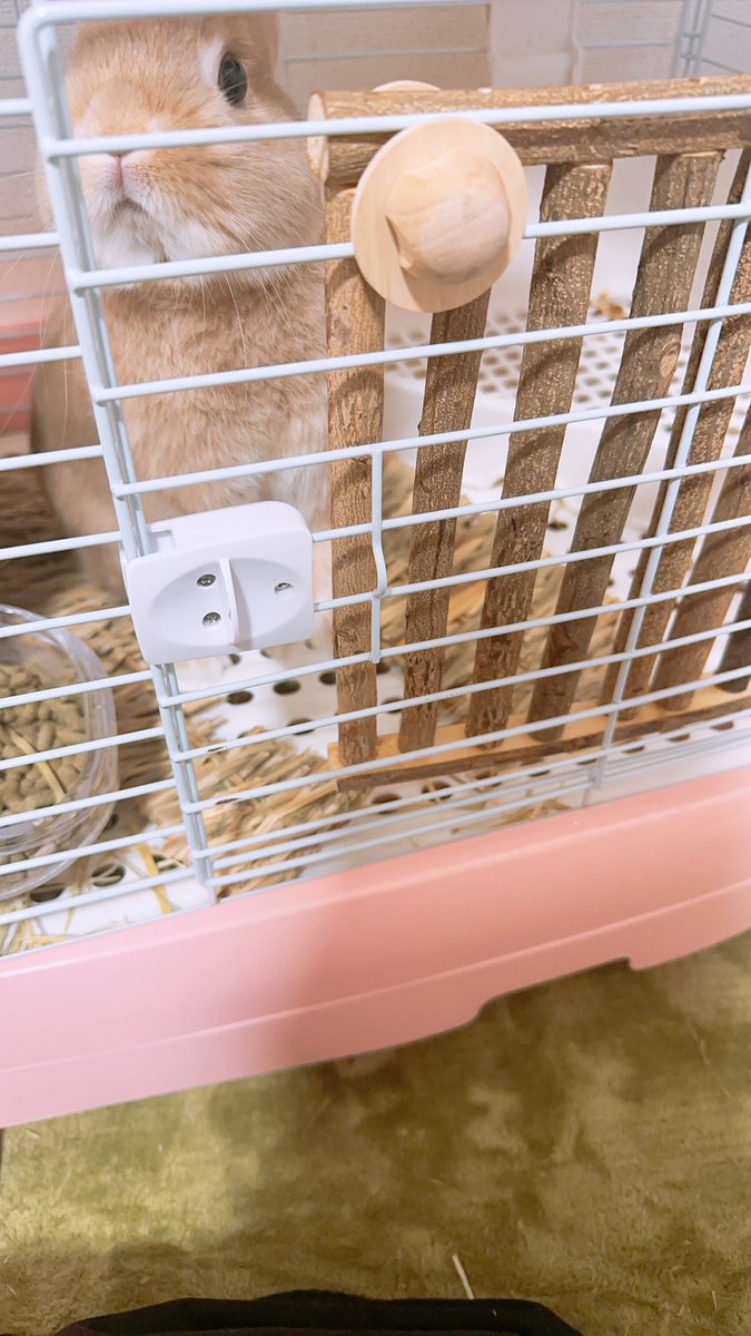 Mito310ch's tweet photo. フォロワーさんにもらったガジガジの木設置しました🐰
ありがとう✨

プリズンラパン🐰🤣 https://t.co/KhBSb8Cyqr