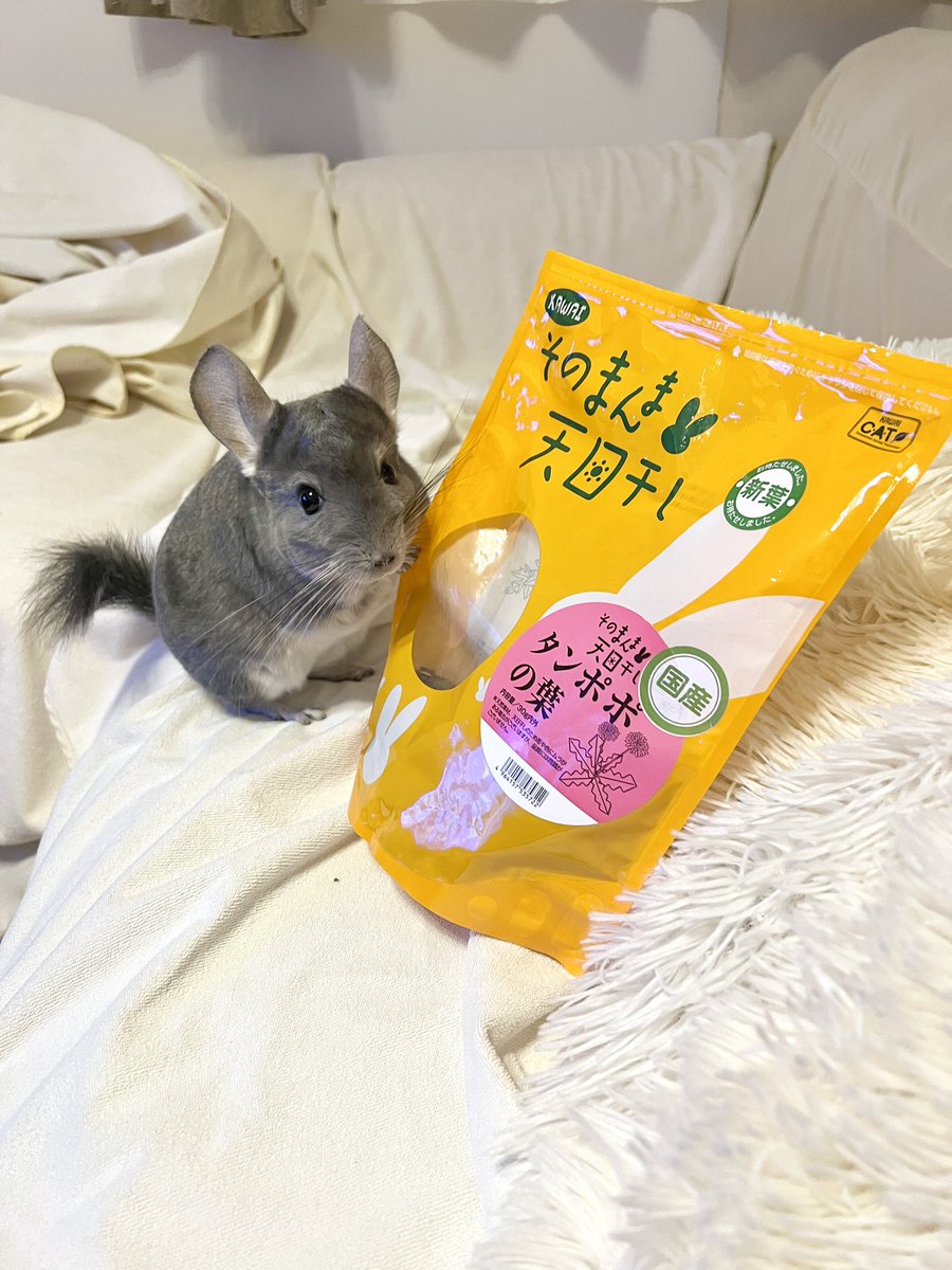chinchillamar10's tweet photo. まるでCMみたいな写真が撮れた📸
動画はもっとちょうだいってアピールしてるところ🐹
📸2024.11.11
 #チンチラ  #chinchilla https://t.co/OIpiGcvS1i