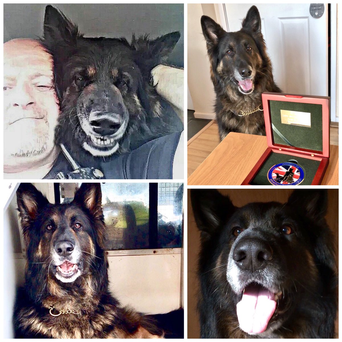 gsd lover club tweet media