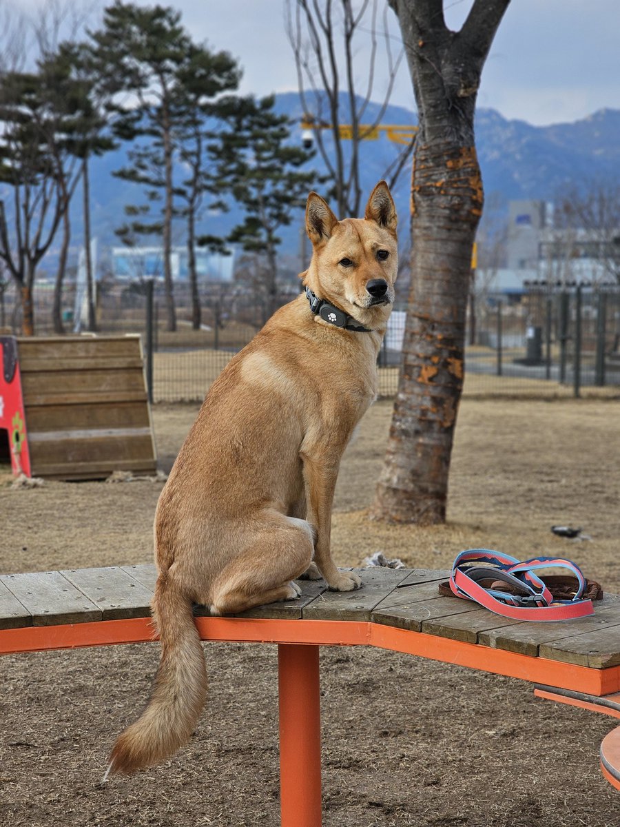 여우인가 단순한 황금털뭉치인가!!!!