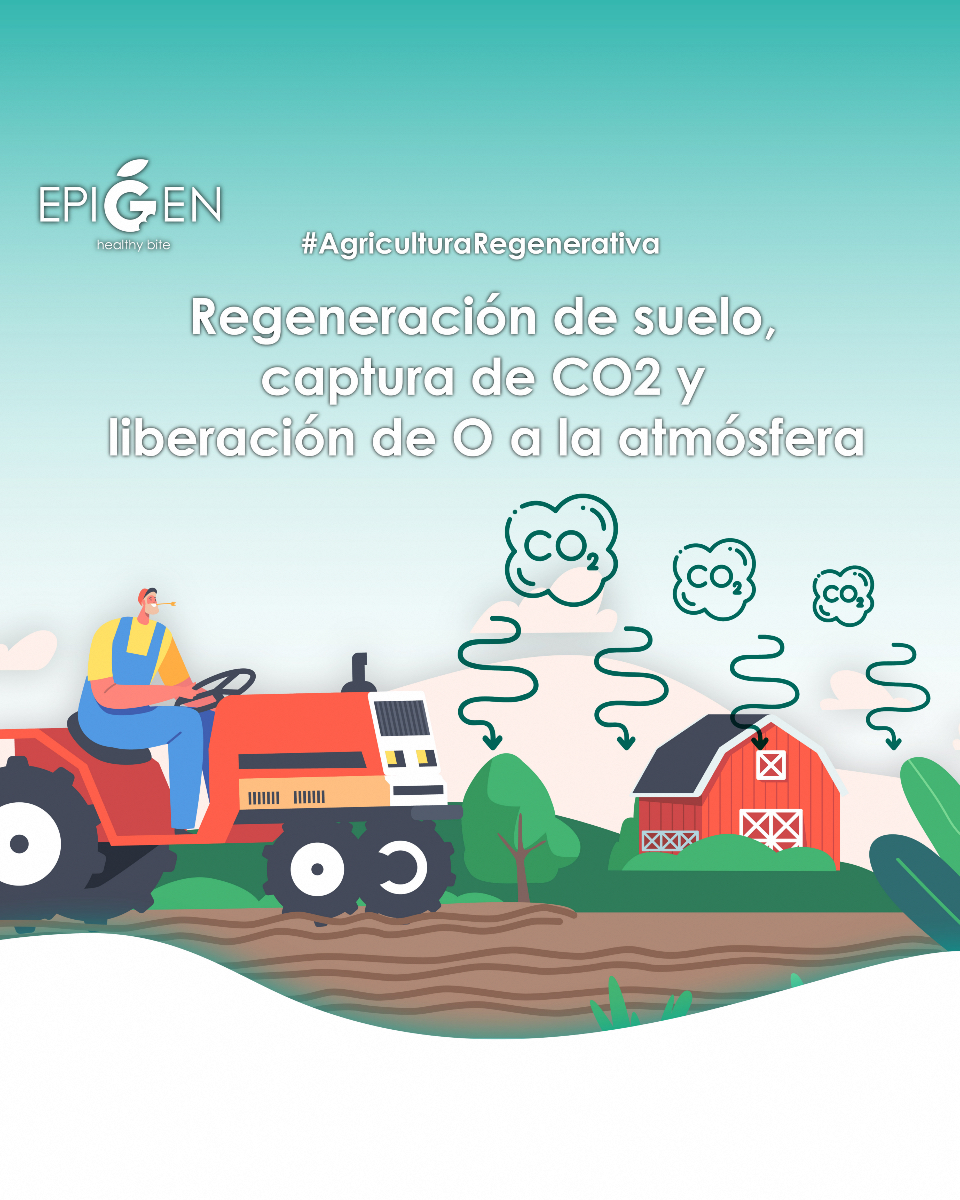 EpigenHealthy's tweet image. 🌱 Con la #agriculturaregenerativa de #epigenhealthybite conseguimos la regeneración del #suelo, captura de CO2 y liberación de oxígeno a la atmósfera.

❤️ #Salud en cada bocado