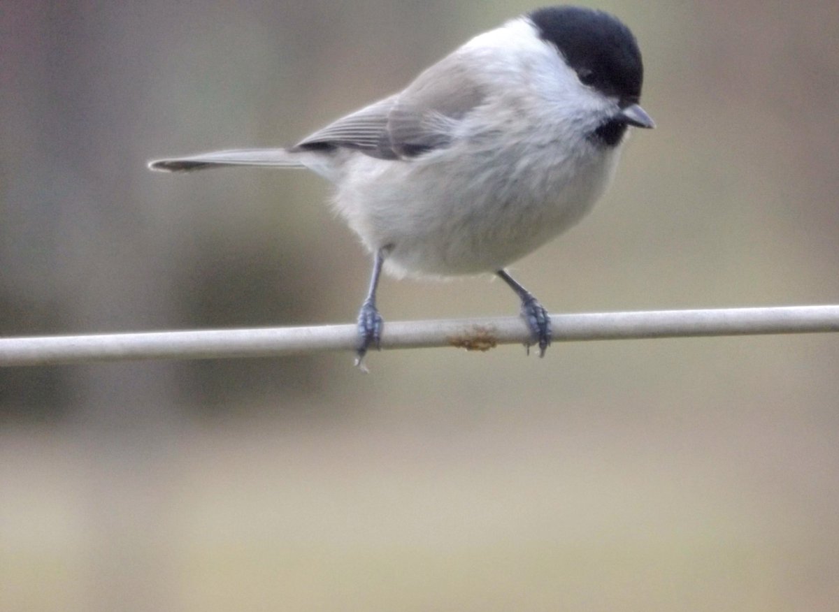HPaluste's tweet photo. Salutihane
#birdsphotos #Birds #birdlovers #BirdsTwitter https://t.co/QGGu7KLaSL