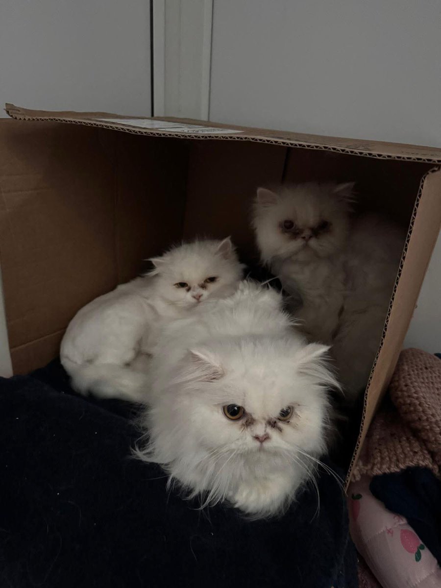 *** PERSIAN CATS APPEAL *** Over the last two weeks, we have received 13 neglected #Persiancats in an appalling condition from an irresponsible breeder. Costs of their care are spiralling. To donate, please visit facebook.com/share/p/1Cv7SR… #charityappeal #animalwelfare 🙏🙏