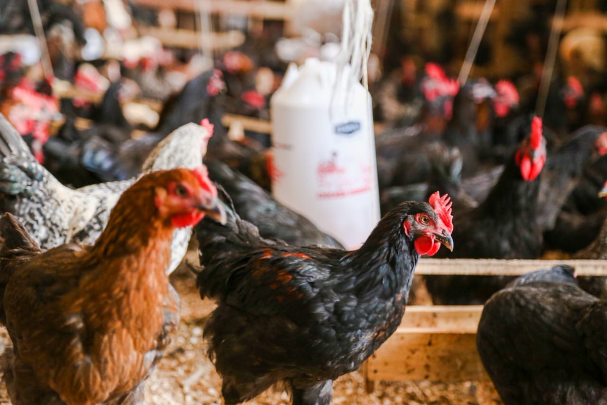 ZidamFarm's tweet photo. Get your hands on our delicious and healthy local chicken perfect for brunch, dinner, and special events.
#localchicken
#healthyeating
#localfoodskampalarestaurants
#poultryinuganda
0764001926 https://t.co/LpsTh0AZQA