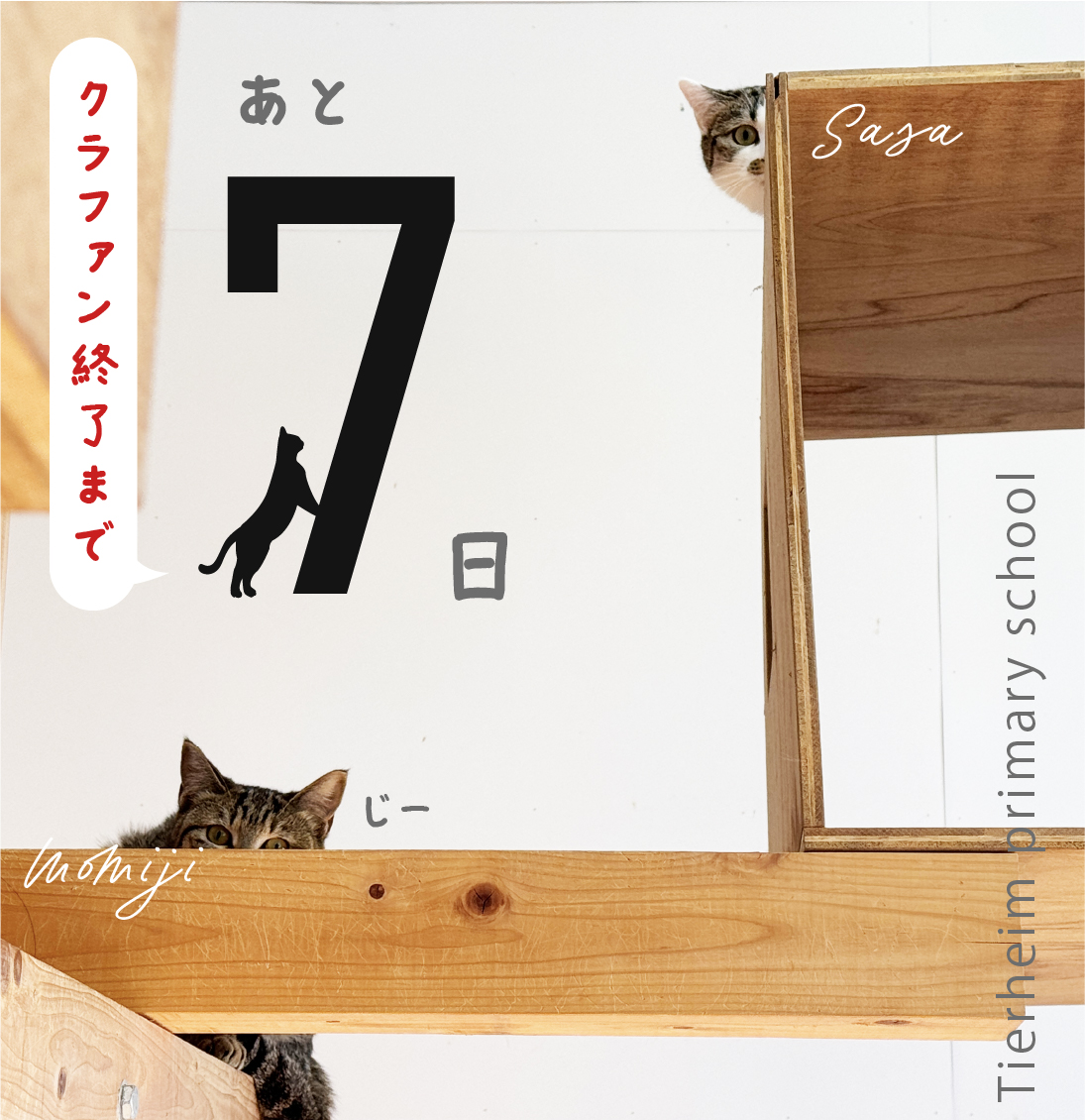 tierheim_ps's tweet photo. ／
#クラファン カウントダウン📅
📢残り7日！
＼

猫たちを「ずっとのおうち」に届ける保護施設を継続したい！🐈

ラストスパートに向けて応援よろしくお願いします！ 

【開催期間】
1/1～1/31 23時まで

#保護猫 #クラウドファンディング挑戦中 #猫好きさんとつながりたい

https://t.co/lKMLk1B1U5 https://t.co/4FYEhphUKa