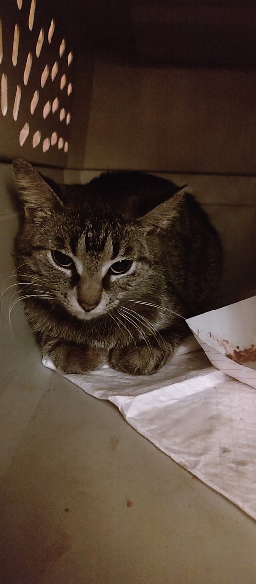 Please welcome Thunder to our rescue crew. An un-feral "feral" living at a local motel. We got her right before the weather took a unseasonal turn here. She is warm with a full belly but still hanging out in the carrier. All in your time sweet girl you will learn you are safe.