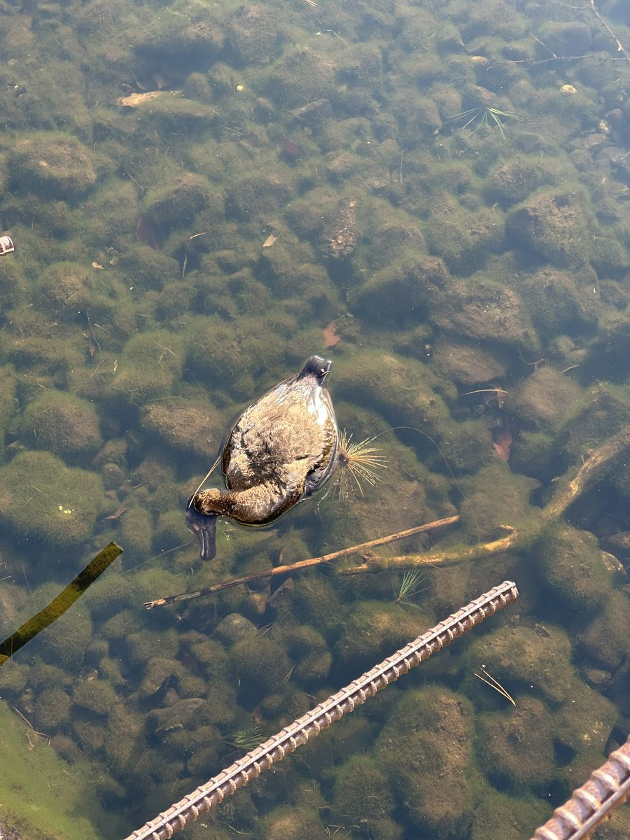 湖で釣具に引っかかり死んでいるカモがいて、
また人によって失われていくのかととても悲しくなった。

1人でも多くの方に見てもらいたい、知ってもらいたいと思いアップします。

釣りを楽しんでもらいたい気持ちもありますが、
残したゴミなどがその後どうなるか考えてもらう機会になったらいいな。