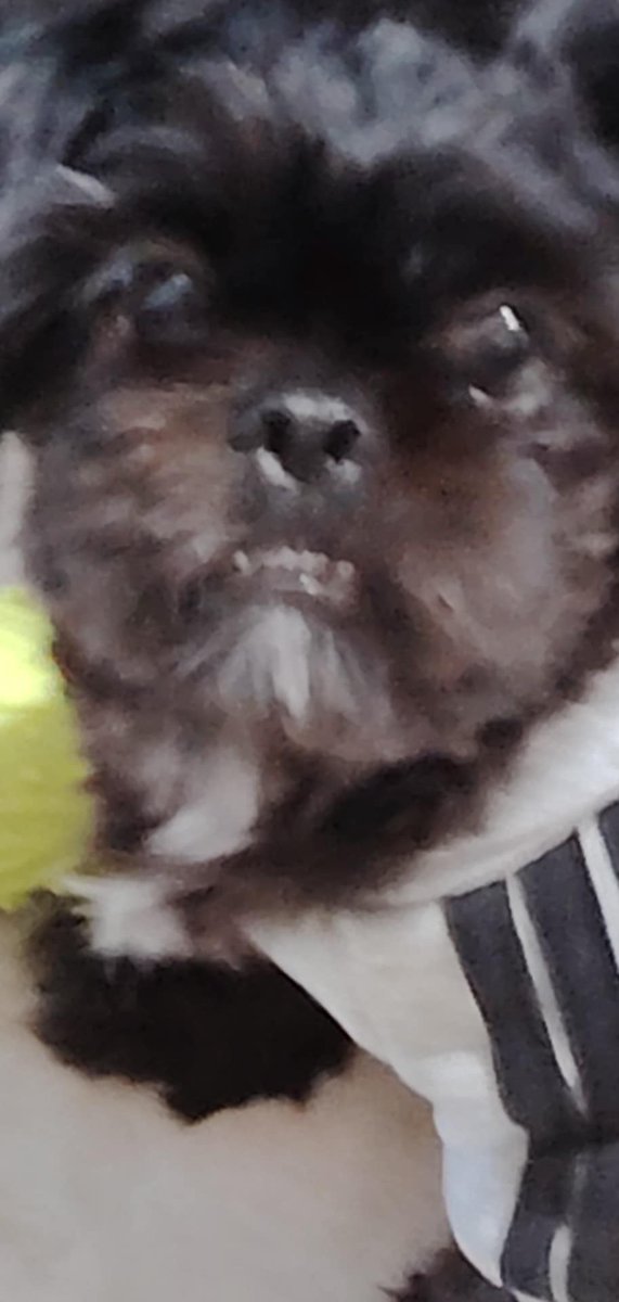Astro_aster's tweet photo. Why Do dogs leaves Earth first? 
People are born so that they can learn from the experience. they can learn how to live a good life, like loving everybody and being nice all the time. 

Where dogs already know how to do that, they don't have to stay as long. https://t.co/EocDYKEZ5h