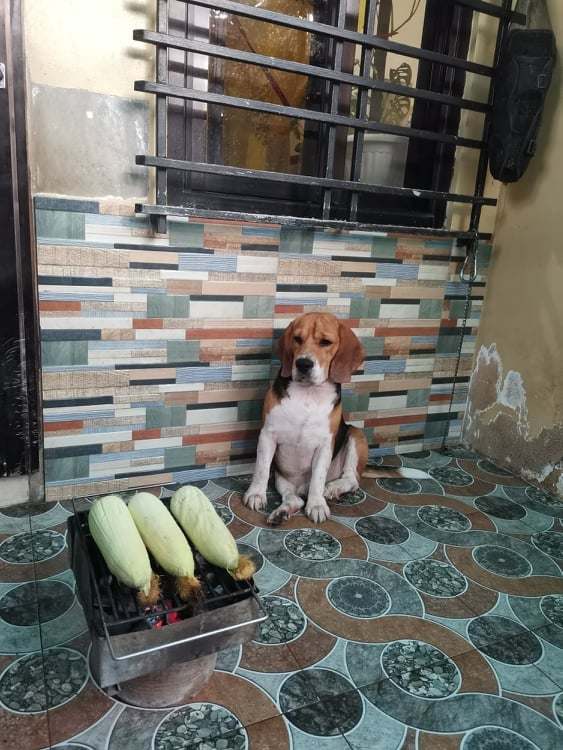 Astro_aster's tweet photo. Why Do dogs leaves Earth first? 
People are born so that they can learn from the experience. they can learn how to live a good life, like loving everybody and being nice all the time. 

Where dogs already know how to do that, they don't have to stay as long. https://t.co/EocDYKEZ5h