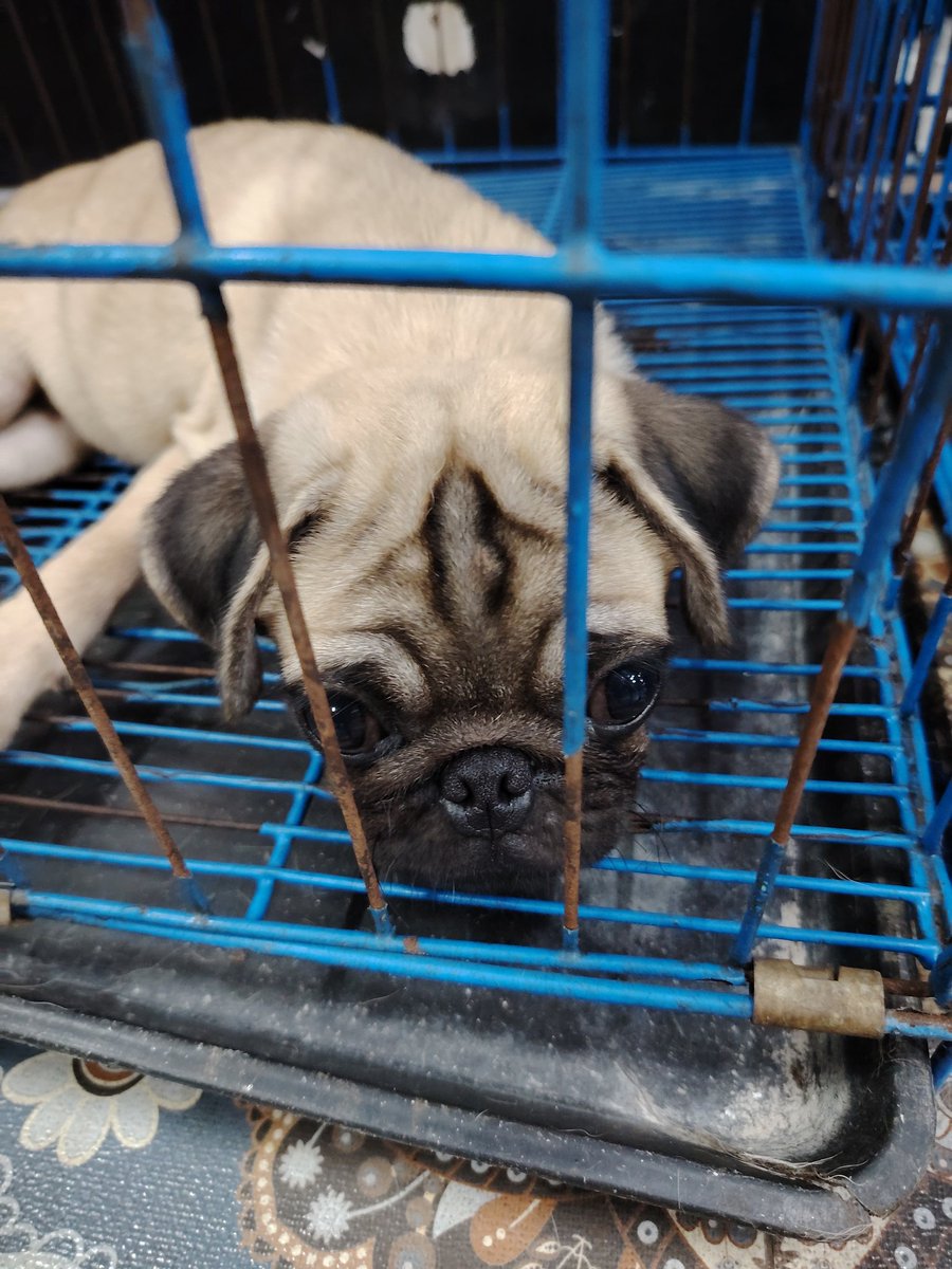 Astro_aster's tweet photo. Why Do dogs leaves Earth first? 
People are born so that they can learn from the experience. they can learn how to live a good life, like loving everybody and being nice all the time. 

Where dogs already know how to do that, they don't have to stay as long. https://t.co/EocDYKEZ5h
