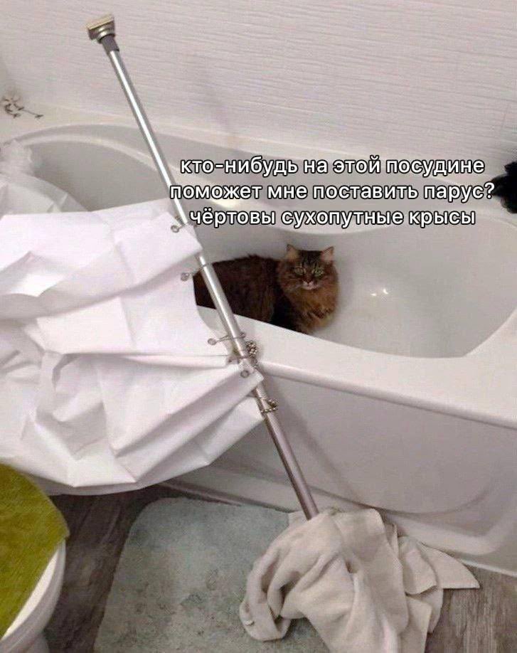 chehosh's tweet photo. @memesmymemes https://t.co/AqQamSkfb2