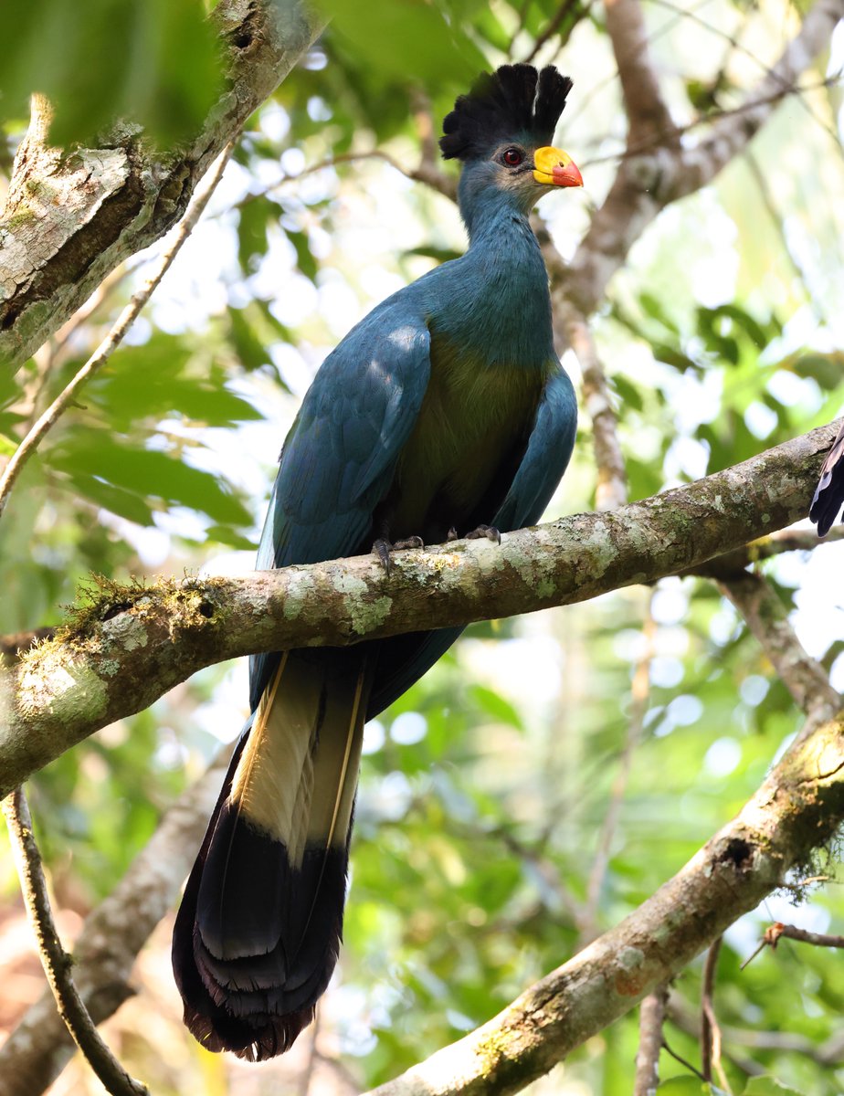 Ugandan birds in Murchison, Nile and Kibale.