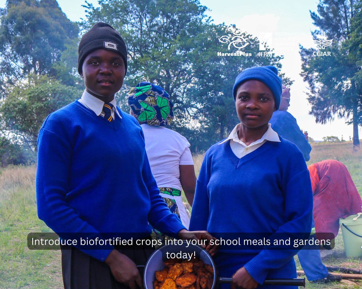 Calling all schools in Bindura, Guruve, Mt Darwin, or Mazowe #Zim! Let's conquer micro-nutrient deficiencies in our children! Introduce #biofortified crops like NUA45 beans, Vitamin A maize, Vitamin A orange sweet potatoes, &amp; Jasmine beans into your school meals and gardens. 🍠🌽