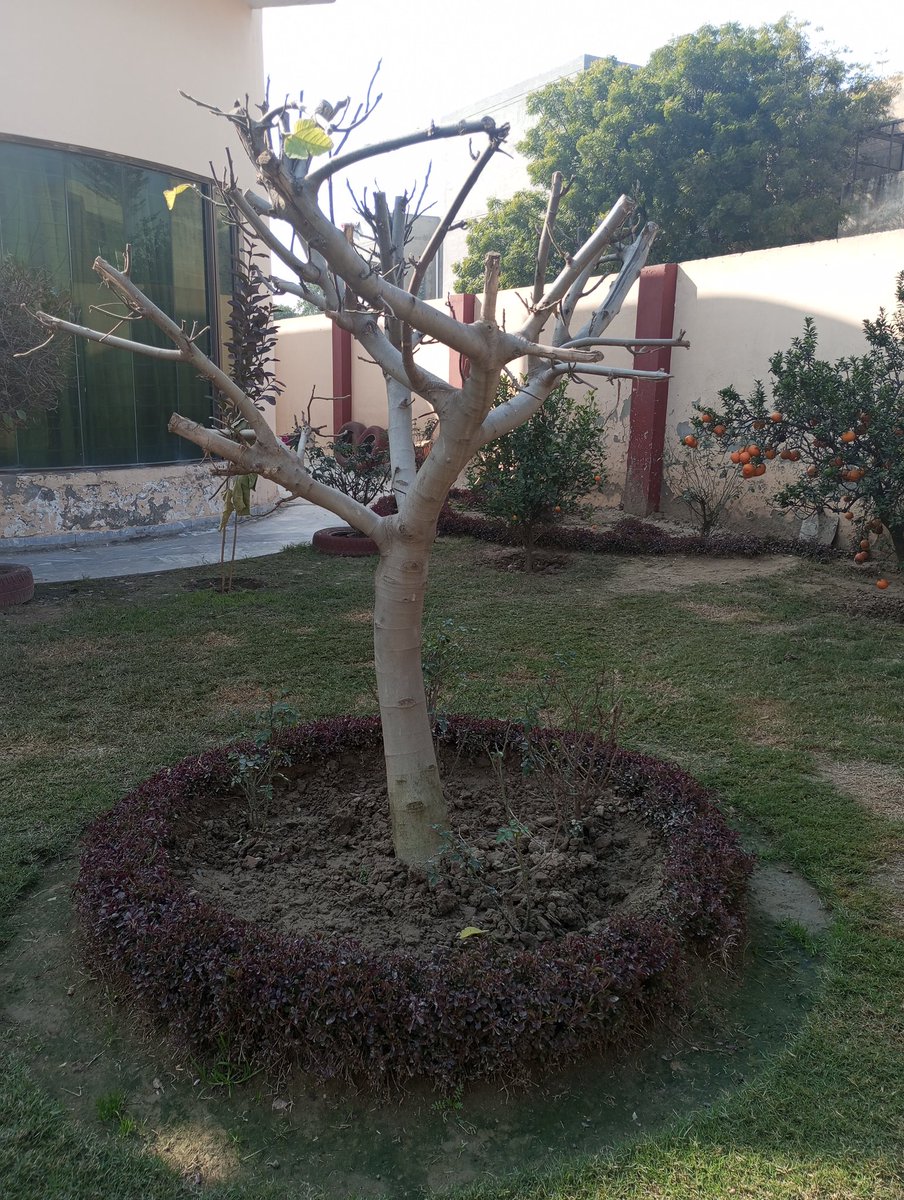 #Fig #tree in #WINTER after pruning.
#gardening