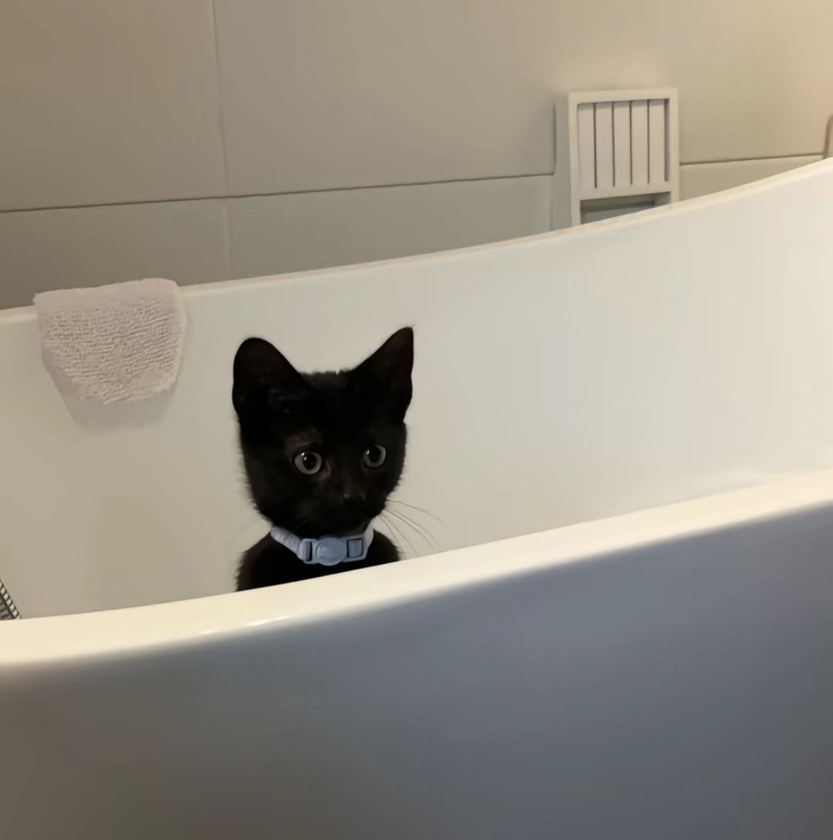 Black cats are not bad luck tweet media