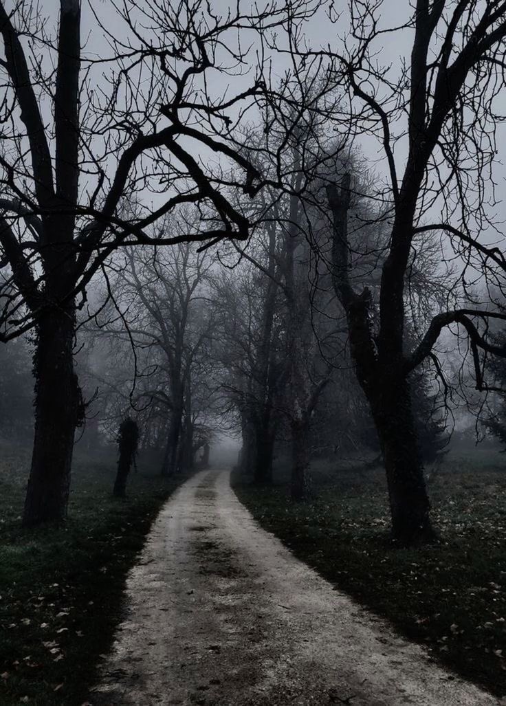 spooky_nature's tweet image. —solitude