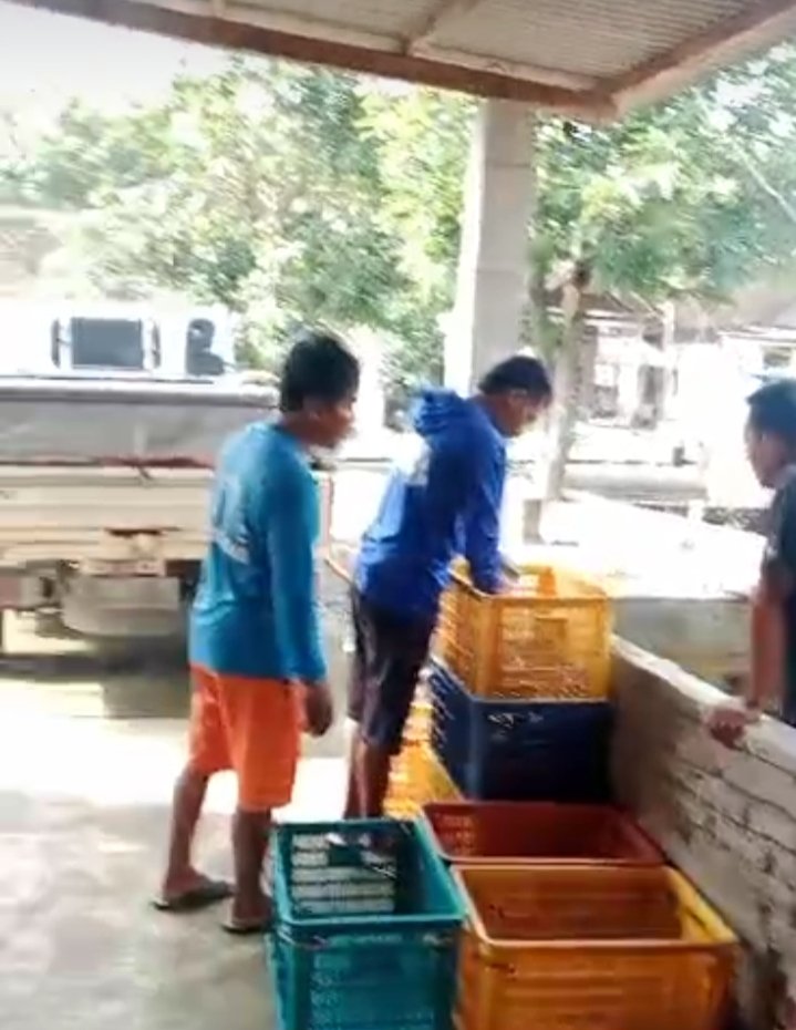 LutfiyahSp's tweet photo. Senin, 20/1/2025, Lutfiyah luhkan sragen, pak Joko pitono ds Bulu Karanganyar sragen, panen lele konsumsi 764kg harga 18rb. Tebarab benih 7500ek, bakul pak marno Sambungmacan.
#GiatLuhkansatminkalbogor 
#sragen
#luhlapor https://t.co/5KFVgiKz2j