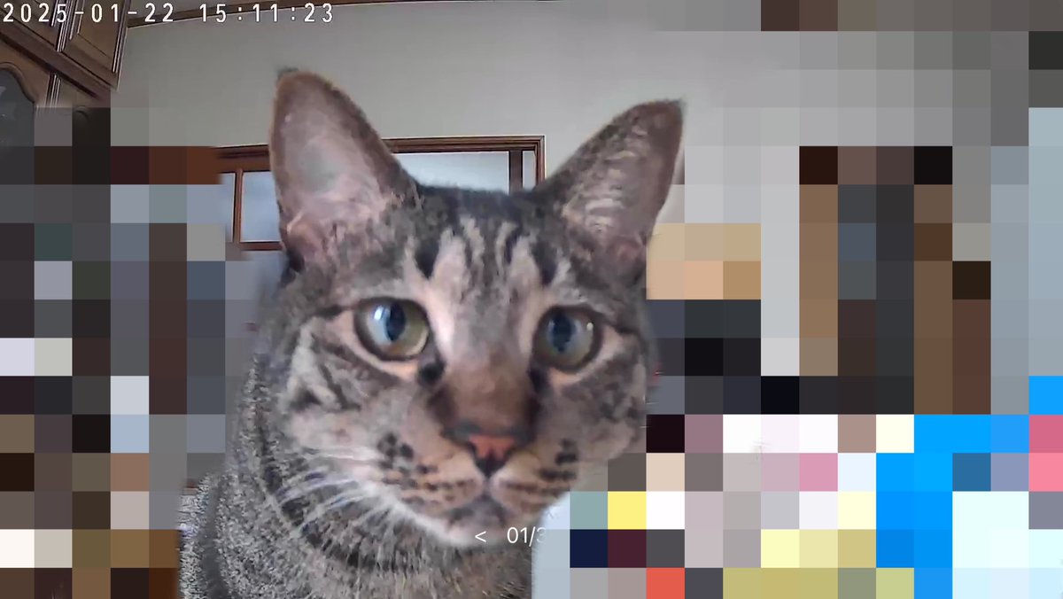nol_rtjk's tweet photo. ペットカメラに気付いた https://t.co/kXrtlYAnIT