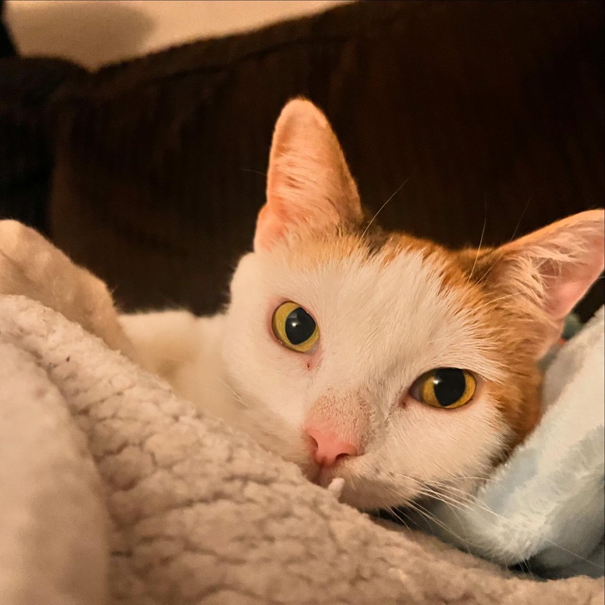 Sister is Spice Girl’s new momma! She was chosen!  She renamed her to Purrl Spice Latte. ☕️ Teeny is now Aunt Teeny and I am Purrl’s guardian angel. ❤️Congratulations on the new calico, sister.