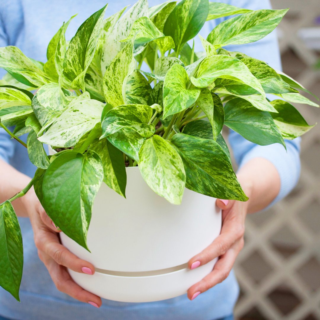 نباتاتي tweet media