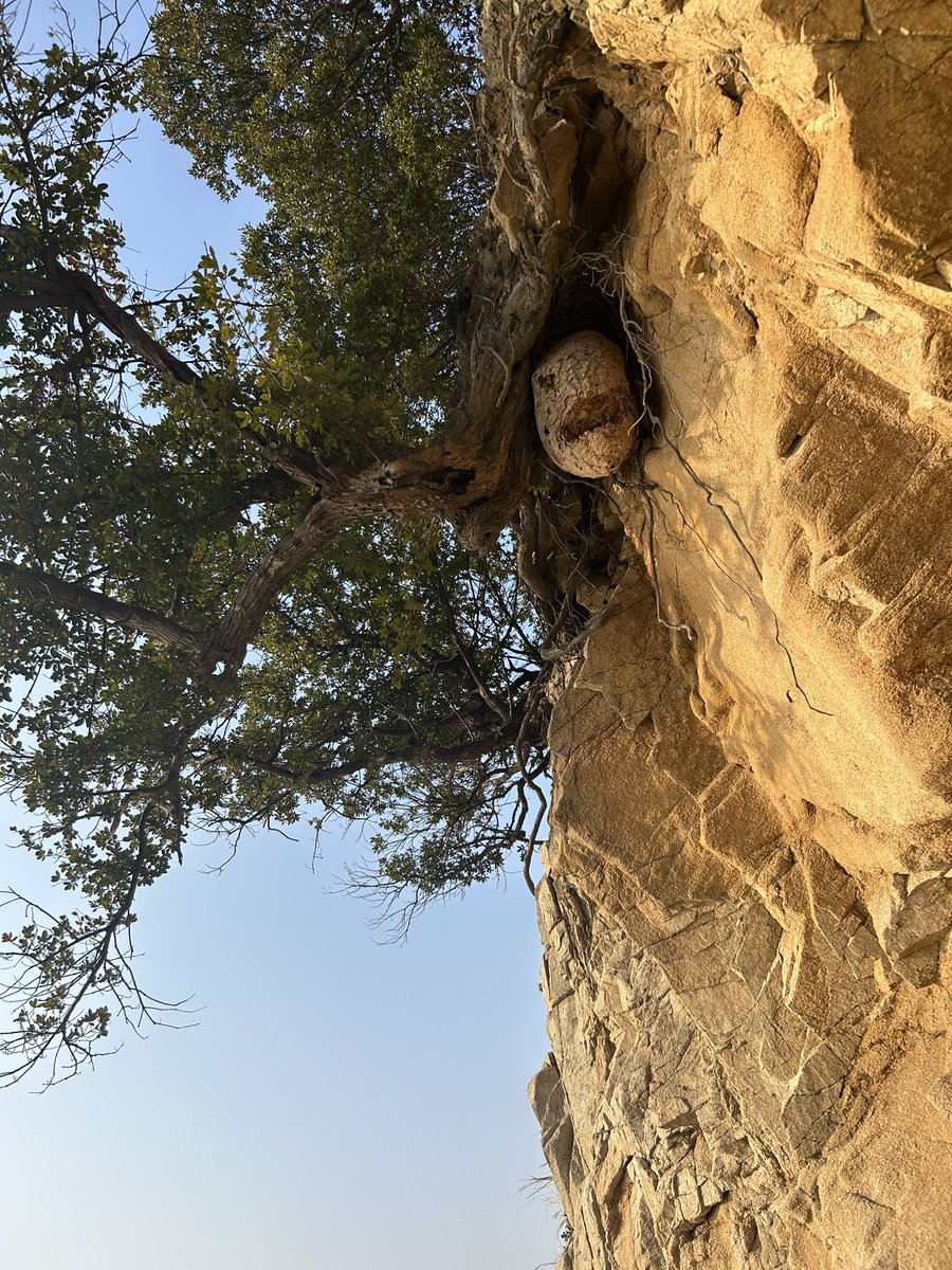 良い天気風なくて最高
フィールドレコーディングいいとこあったけど蜂の巣怖すぎたw