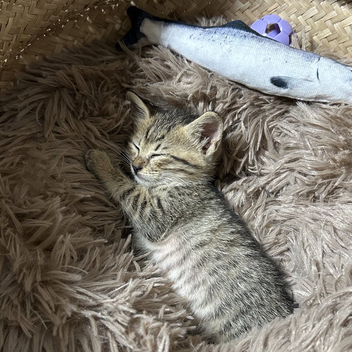 Muuuunekoneko's tweet photo. いくらなんでもさ、大きくなりすぎじゃない…？大きいクッション買っても、小さい時のが好きなんだよね……わかる https://t.co/7yQE4Z8E5A