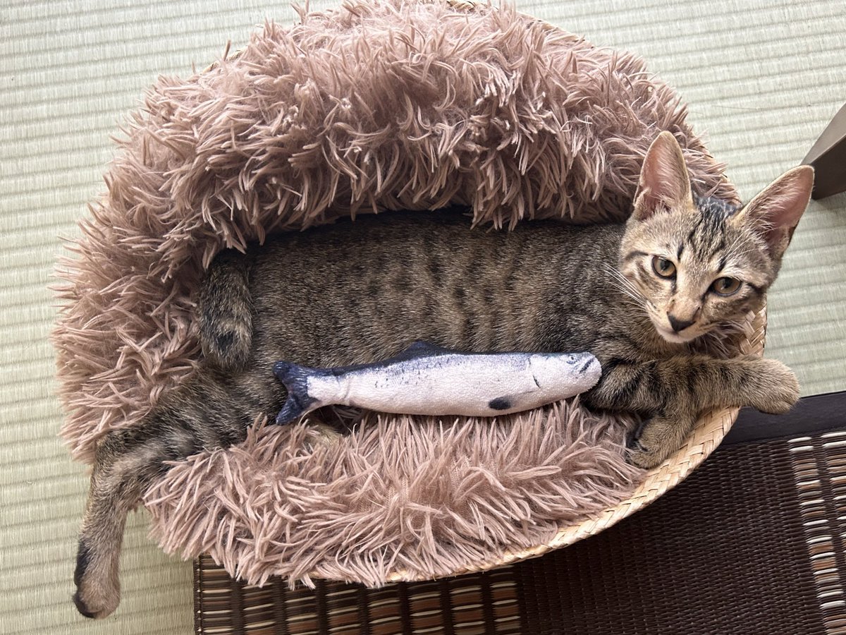 Muuuunekoneko's tweet photo. いくらなんでもさ、大きくなりすぎじゃない…？大きいクッション買っても、小さい時のが好きなんだよね……わかる https://t.co/7yQE4Z8E5A