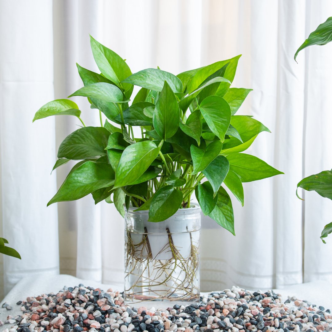 نباتاتي tweet media