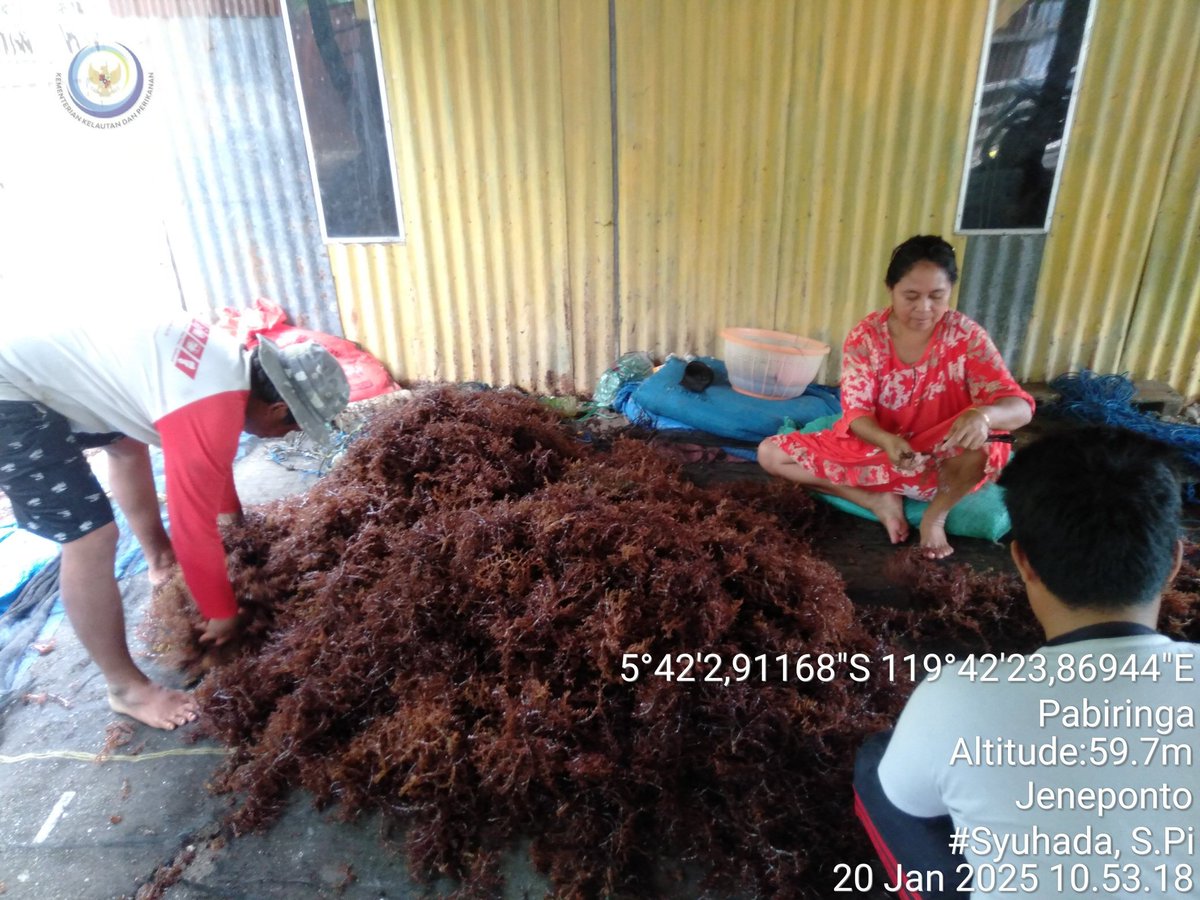 PiSyuhada's tweet photo. Syuhada LuhKKP Jeneponto, Senin (20/01/2025) di pokdakan Karya Bahtera Kel Pabiringa Kec. Binamu Kab. Jeneponto, pembinaan tehnik dan monitoring produksi bibit rumput laut Eucheuma Cottonii sebanyak 1.500 kg a) Rp. 3.500. #LuhLapor #GiatLuhSatMinkalMaros BRPBAPPP @pusluh_bppsdm https://t.co/pJh3CNNHy2