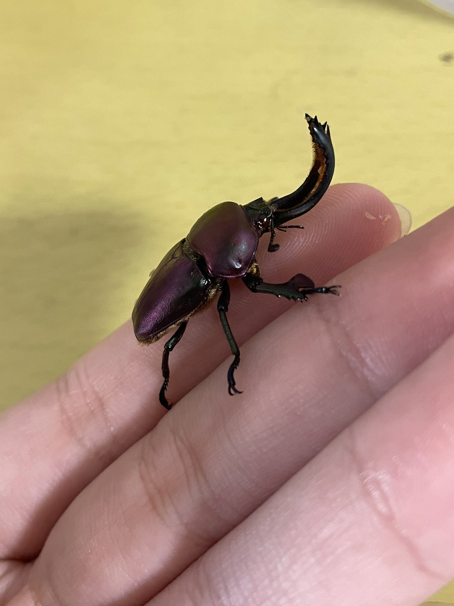 このマジョーラの赤目パプキン、ちゃんと累代したいんだけど産卵セットでメスが、潜って1日したら出てくるの繰り返ししてるんだよね、ちゃんと産んでくれるか不安
