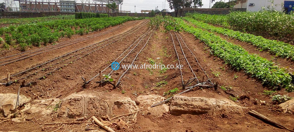 Afrodrip_ltd's tweet photo. Boost your yields and save water with drip irrigation! 🌱💧 Afrodrip’s Drip Kit ensures precise water delivery right at the roots, reducing waste and improving crop health. A must-have for every farm! #DripIrrigation #AfrodripSolutions #EfficientFarming #WaterSaving https://t.co/3XJEQhV0v6