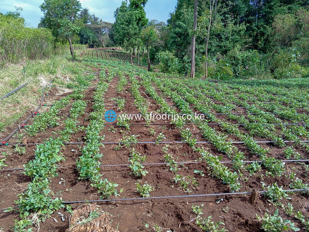 Afrodrip_ltd's tweet photo. Boost your yields and save water with drip irrigation! 🌱💧 Afrodrip’s Drip Kit ensures precise water delivery right at the roots, reducing waste and improving crop health. A must-have for every farm! #DripIrrigation #AfrodripSolutions #EfficientFarming #WaterSaving https://t.co/3XJEQhV0v6
