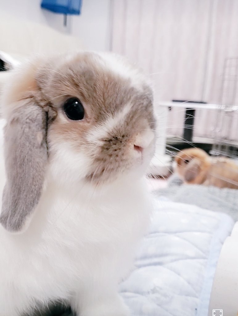 #TLを動物のどアップでいっぱいにしたい 

ひたすらおやつ🌿BOXの前で
おやつ🌿を待つメイ🐰❣️

背景には、夢ちゃん🐰も
いるよ😆💕💕