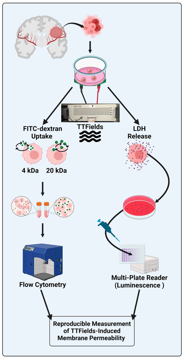 CPatel_Lab's tweet image. #TTFields increase the permeability of human #GBM cell membranes, with parallels to detergent-based membrane permeabilization. Potential implications for increased access of #chemotherapy to #cancer cells. mdpi.com/2409-9279/8/1/…