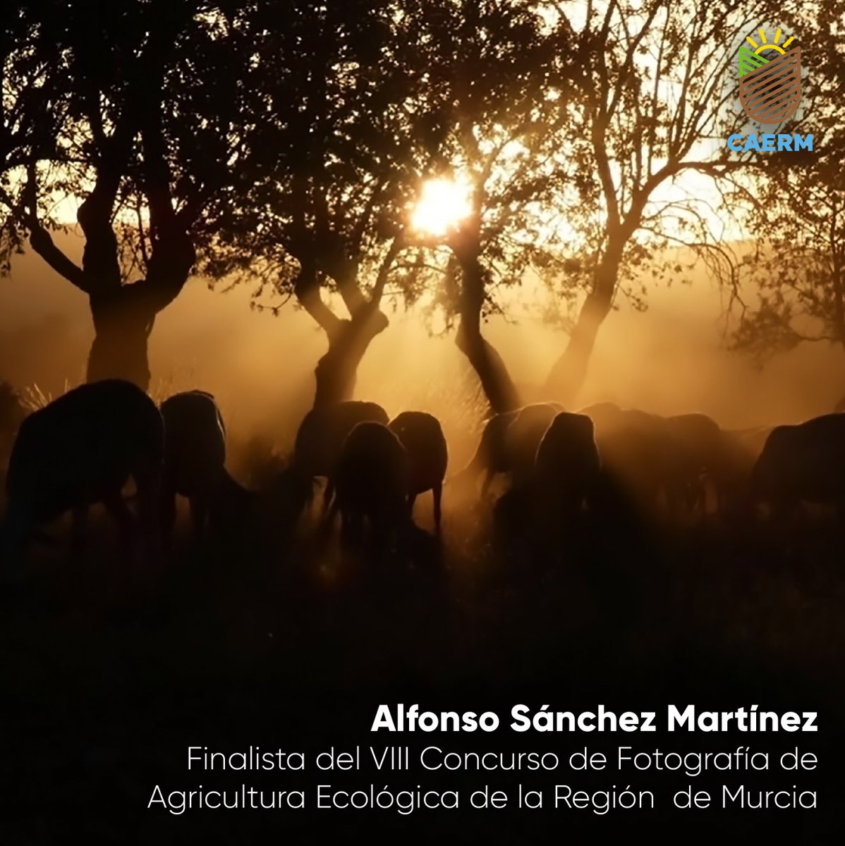📷 "Rebaño de ovejas segureñas extensivas pastando en el entorno de alta montaña de Sierra de Mojantes bajo almandros centenarios."
Alfonso Sánchez <a href="/entusgenes/">Alfonso y Lola</a> 

👉 Fotografía finalista de #fotogénicospornaturaleza 2024, concurso de #fotografía de #agriculturaecológica